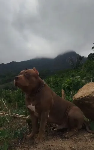 Pit Monster 