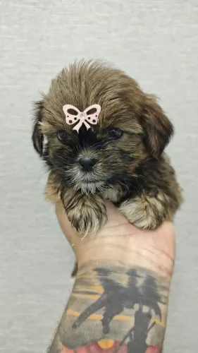 Fêmeas de Shihtzu, de cor Dourada, bem pequenas e lindas
