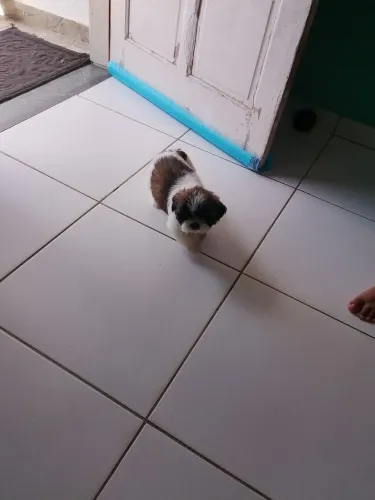 Vende se Shih Tzu fêmea 50 dias de nascida já vermifugada.