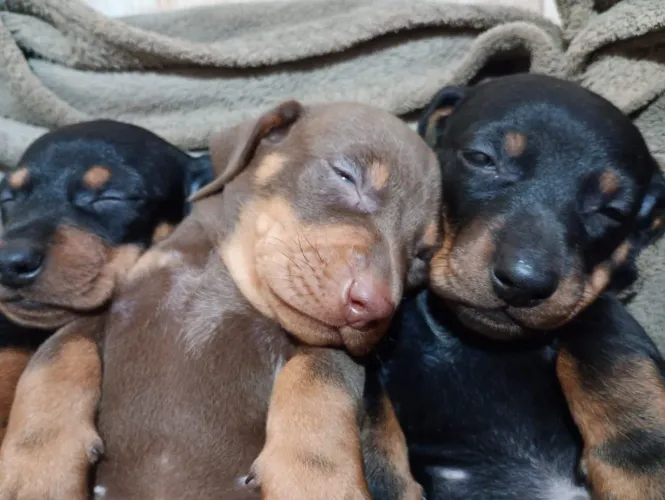 Basset teckel lindos