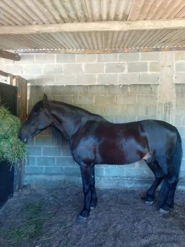 Vende-se cavalo mangalarga machado 