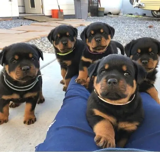 Filhotes Rottweiler - por falta de um temos muitos 