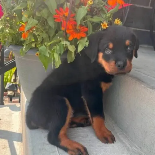 Filhotes de Rottweiler | Coração peludo quer colo!
