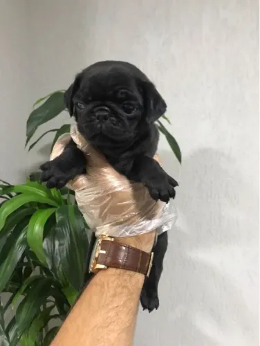 Pug Abricó e Preto, Lindos filhotes com Assistência Veterinária gratuita