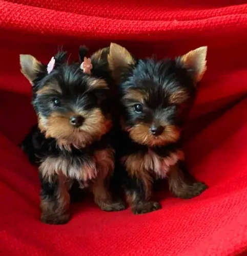 Yorkshire Terrier micrissima fêmea e macho