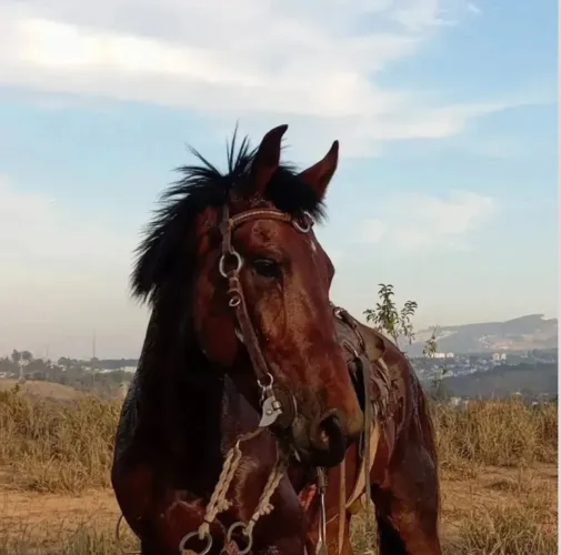 Cavalo garanhão à venda 