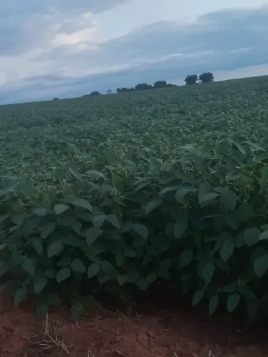 Fazenda 5.512 hec em Gaucha do norte, planta 2.000hec + 1500 pasto