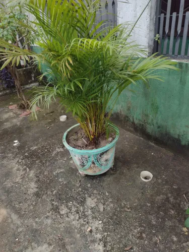  2 Planta Palmeira em vaso