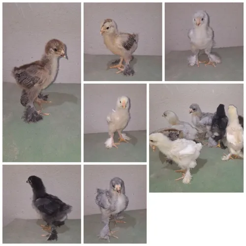 Pintinhos brahma