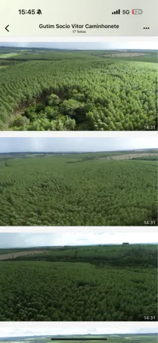 Fazenda de eucalipto São Paulo 