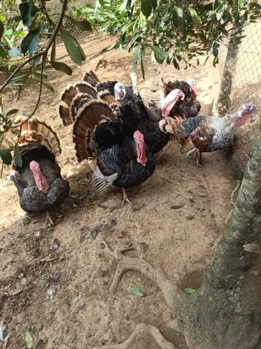 Perú - Belo Casal Adulto