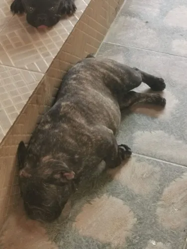 Bulldog Francês Jovem