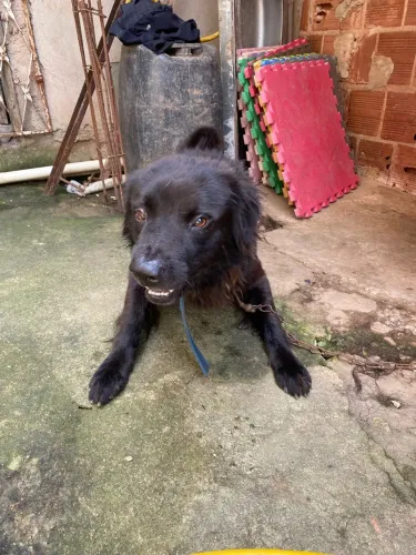 Cachorro macho