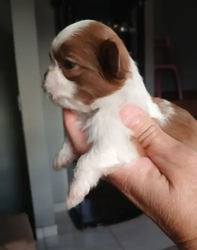 Shih tzu