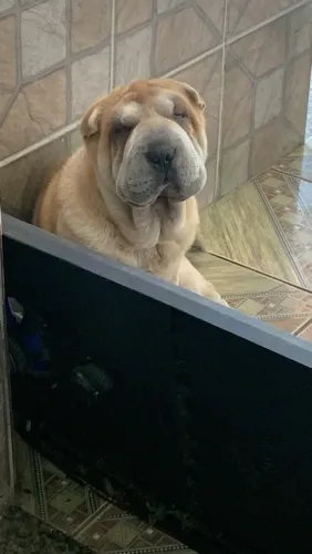 Shar pei macho para adoção