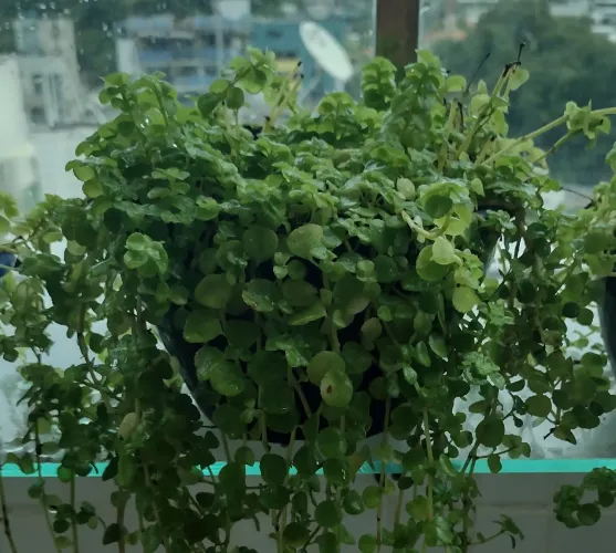 Planta: Lágrimas de Bebê