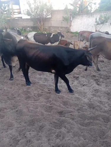 Gado pra vender ligeiro 2 nuvia e um bizerro 