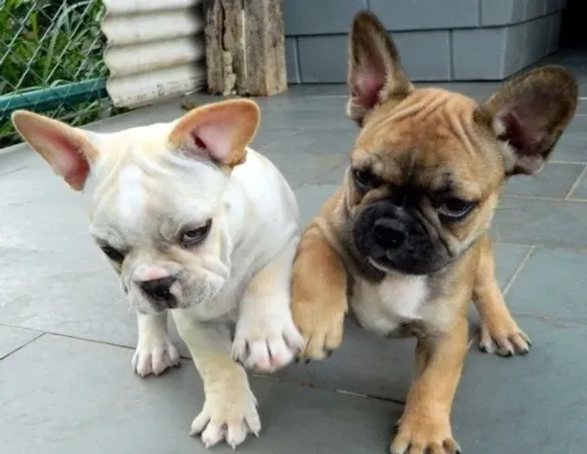 Bulldog frances companheiro
