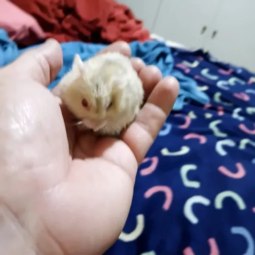 Hamster anão russo
