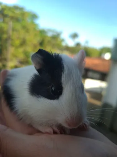 Porquinha da Índia