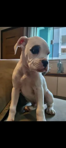 Filhote de boxer