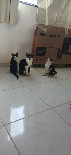 Doação Gatos, 2 machos e Mãe deles,moro em santa clara