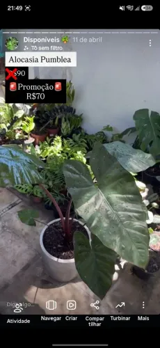 Mudas de plantas ornamentais