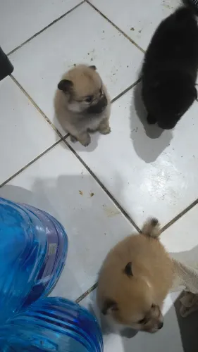 Lulu da Pomerânia disponível 