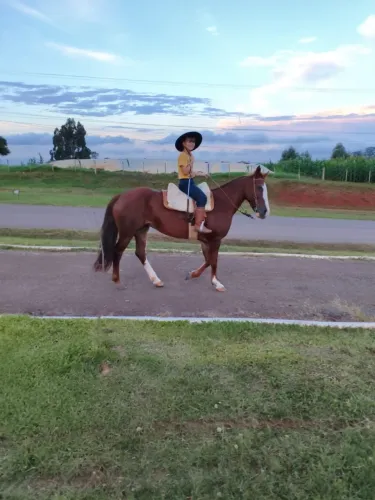 Egua crioula marcada