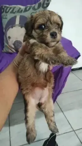poodle