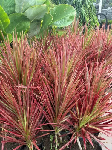 Mudas de Dracena tricolor