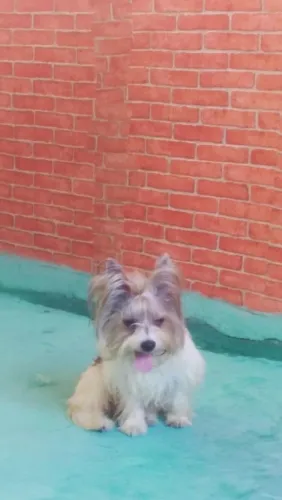 Biewer Terrier _ Macho Mini 