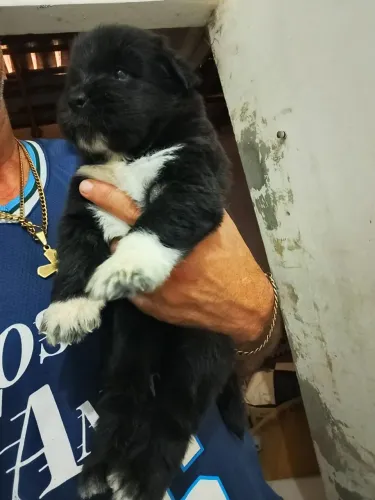  filhotes de Pets 100,00