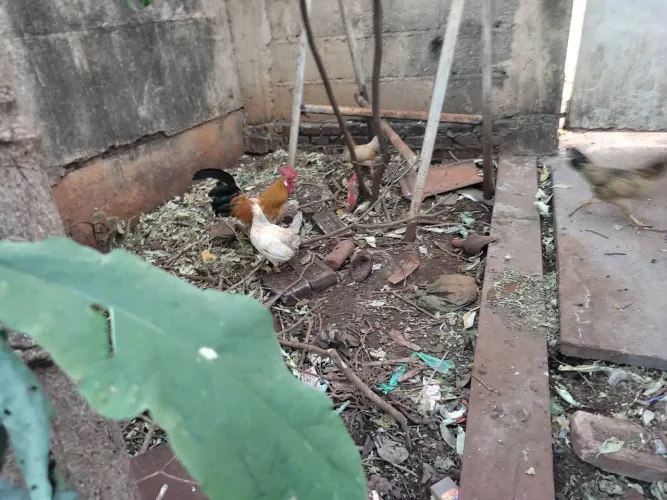 Galinhas caipira