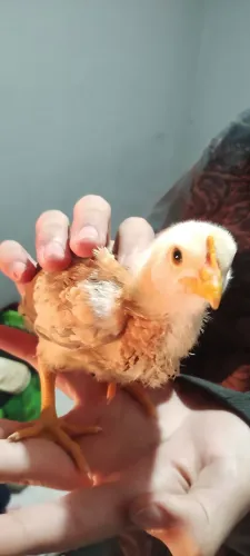 Pintinho caipira 