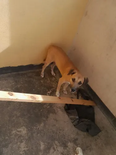 Doando cachorro bom para vigiar a casa