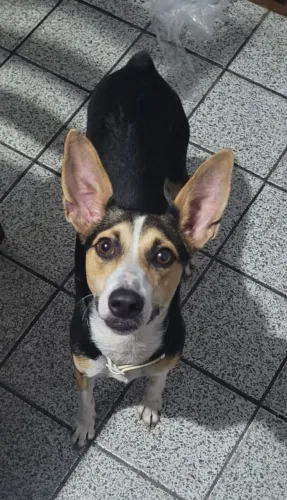 Cachorro para adoção responsável