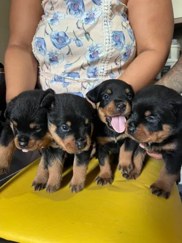Cachorro