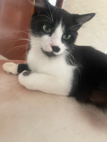 Adoção de gatinhos