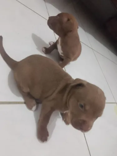 Pitbull