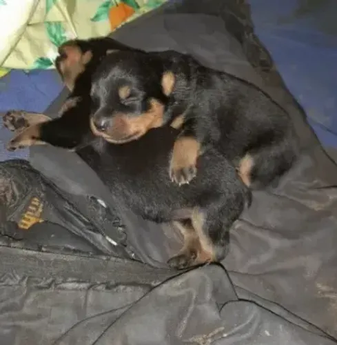 filhotes rotwaler, nao tenho condiçoes de cuidar e vou me mudar .por isso preciso doalos