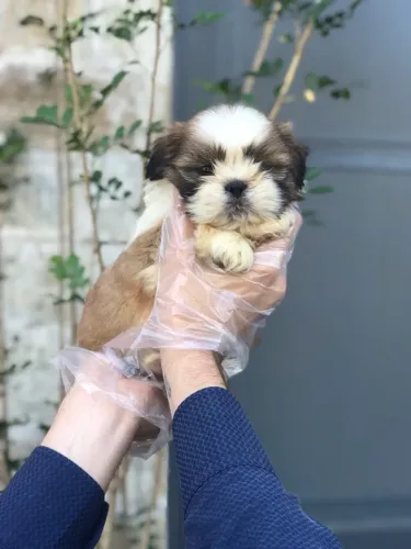 SHih tzu - Canil com Loja Física e Atendimento Completo