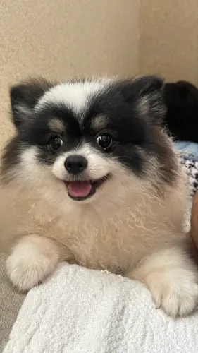 Vende-se Lulu com pedigree cbkc aberto 