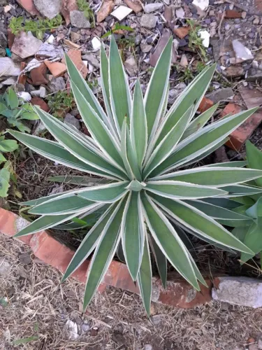 Folhagem para Jardim sem vaso