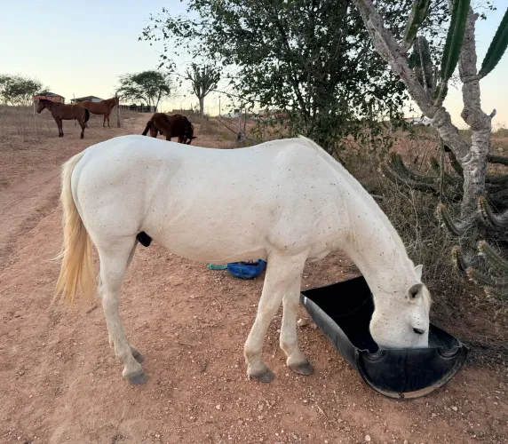 Vendo esse cavalo
