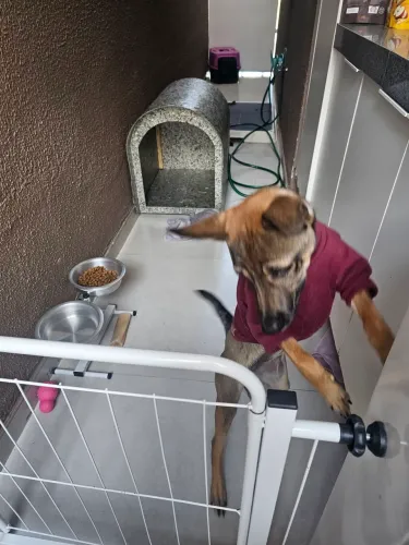 Mestiço Pastor Malinois - doação