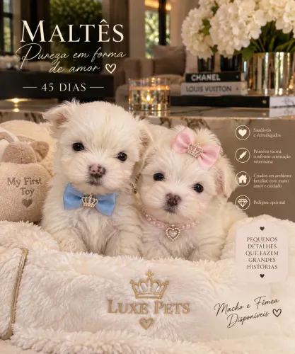 MINI MALTÊS FILHOTE