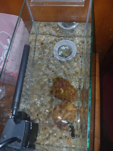 Aquario 10 litros