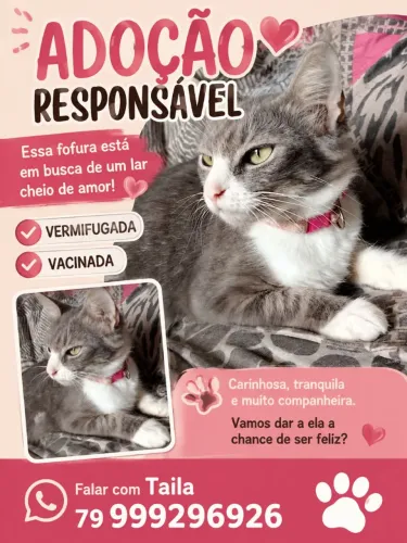 Gatinha peluda e linda para adoção Responsável 