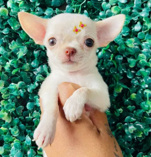 Chihuahua pelo curto branquinha perfeitinha